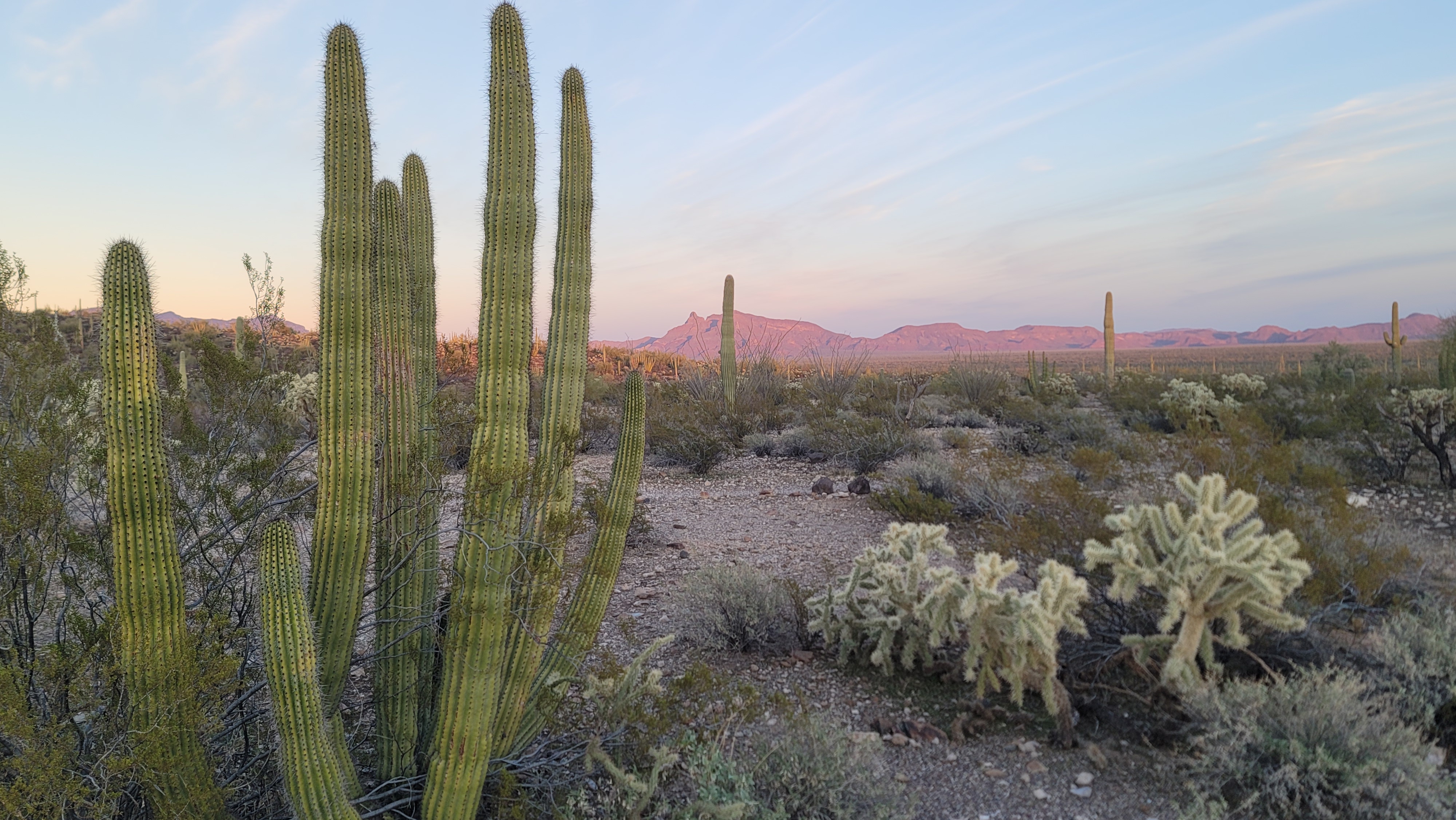 Organ Pipe Cactus with red mountain in the background.