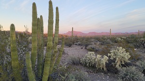 Organ Pipe Cactus with red mountain in the background.